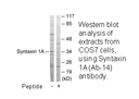 Product image for Syntaxin 1A (Ab-14) Antibody