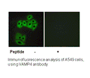 Product image for VAMP4 (Ab-30) Antibody