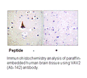 Product image for VAV2 (Ab-142) Antibody