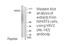 Product image for VAV2 (Ab-142) Antibody
