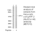 Product image for ATF2 (Ab-62 or 44) Antibody