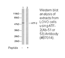 Product image for ATF2 (Ab-69 or 51) Antibody