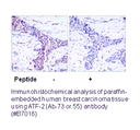 Product image for ATF2 (Ab-73 or 55) Antibody