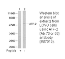 Product image for ATF2 (Ab-73 or 55) Antibody