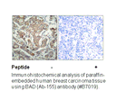 Product image for BAD (Ab-155) Antibody