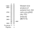 Product image for BAD (Ab-155) Antibody