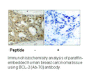 Product image for BCL-2 (Ab-70) Antibody