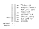 Product image for BCL-2 (Ab-70) Antibody