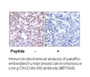 Product image for Chk2 (Ab-68) Antibody