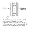Product image for Connexin 43 (Ab-367) Antibody