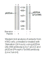 Product image for p62 Dok (Ab-398) Antibody