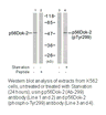 Product image for p56 Dok-2 (Ab-299) Antibody