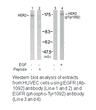Product image for EGFR (Ab-1092) Antibody