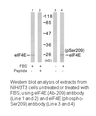 Product image for eIF4E (Ab-209) Antibody