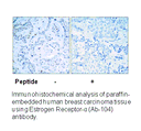 Product image for Estrogen Receptor-&alpha; (Ab-104) Antibody