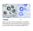 Product image for GAP43 (Ab-41) Antibody