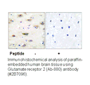 Product image for GluR2 (Ab-880) Antibody