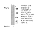 Product image for GluR2 (Ab-880) Antibody