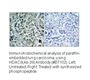 Product image for HDAC8 (Ab-39) Antibody