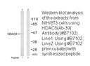 Product image for HDAC8 (Ab-39) Antibody