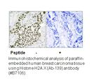 Product image for Histone H2A.X (Ab-139) Antibody