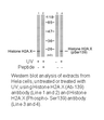 Product image for Histone H2A.X (Ab-139) Antibody