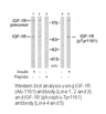 Product image for IGF1R (Ab-1161) Antibody