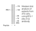 Product image for IRS-1 (Ab-312) Antibody
