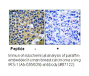 Product image for IRS-1 (Ab-636) Antibody