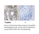 Product image for SAPK/JNK (Ab-183) Antibody