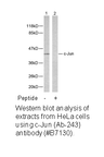 Product image for c-Jun (Ab-243) Antibody