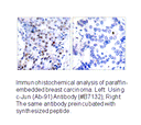 Product image for c-Jun (Ab-91) Antibody