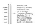 Product image for c-Jun (Ab-91) Antibody