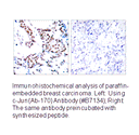 Product image for c-Jun (Ab-170) Antibody