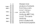 Product image for c-Jun (Ab-170) Antibody