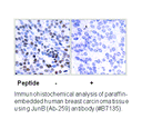 Product image for JunB (Ab-259) Antibody