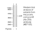 Product image for JunB (Ab-259) Antibody