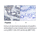 Product image for MEK1 (Ab-291) Antibody