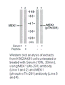 Product image for MEK1 (Ab-291) Antibody
