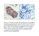 Product image for MYC (Ab-373) Antibody