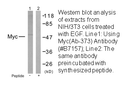 Product image for MYC (Ab-373) Antibody