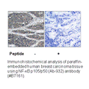 Product image for NF-&kappa;B p105/p50 (Ab-932) Antibody