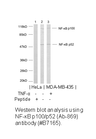 Product image for NF-&kappa;B p100/p52 (Ab-869) Antibody