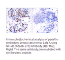 Product image for NF-&kappa;B p65 (Ab-276) Antibody