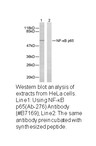 Product image for NF-&kappa;B p65 (Ab-276) Antibody