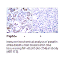 Product image for NF-&kappa;B p65 (Ab-254) Antibody