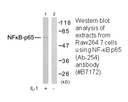 Product image for NF-&kappa;B p65 (Ab-254) Antibody