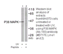 Product image for p38 MAPK (Ab-180) Antibody