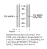 Product image for p38 MAPK (Ab-182) Antibody