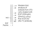Product image for Rac1/CDC42 (Ab-71) Antibody